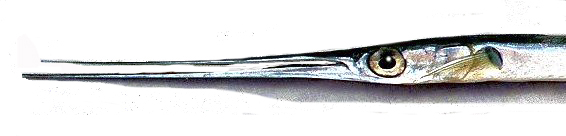 Platybelone argalus_04.jpg